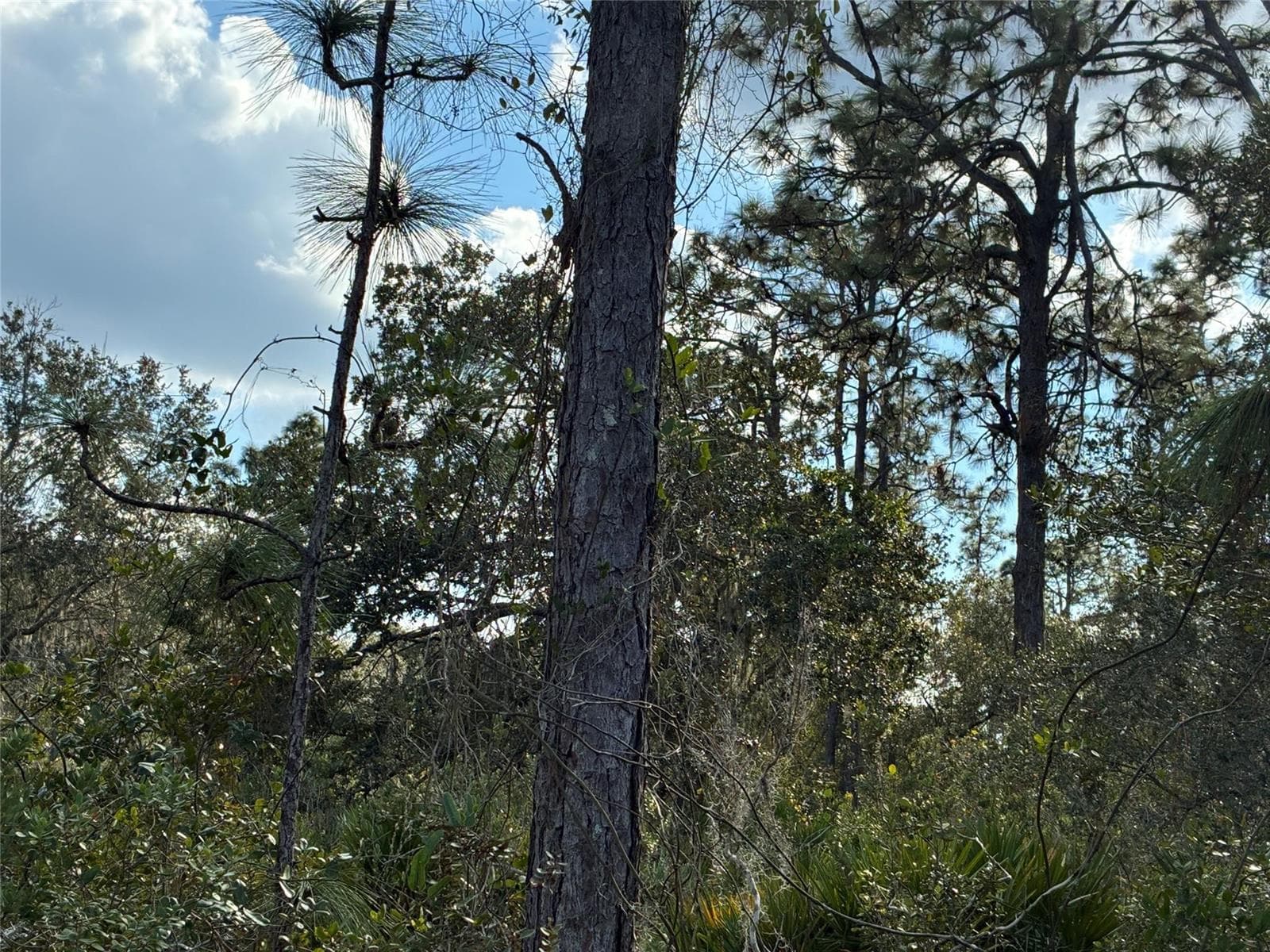 Lot 21 & 22 Plumosa Drive, FL 33655
