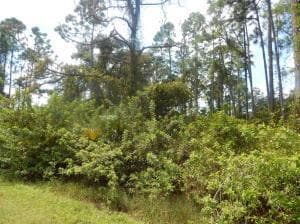 1207 Dayton Avenue, Lehigh Acres FL 33972