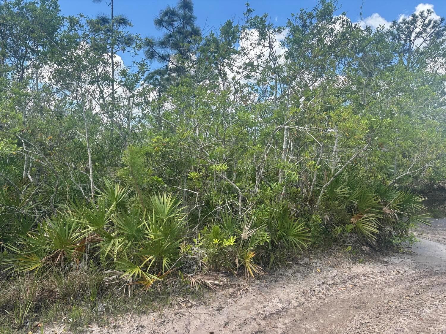 0 Holopaw Groves Road, FL 34772