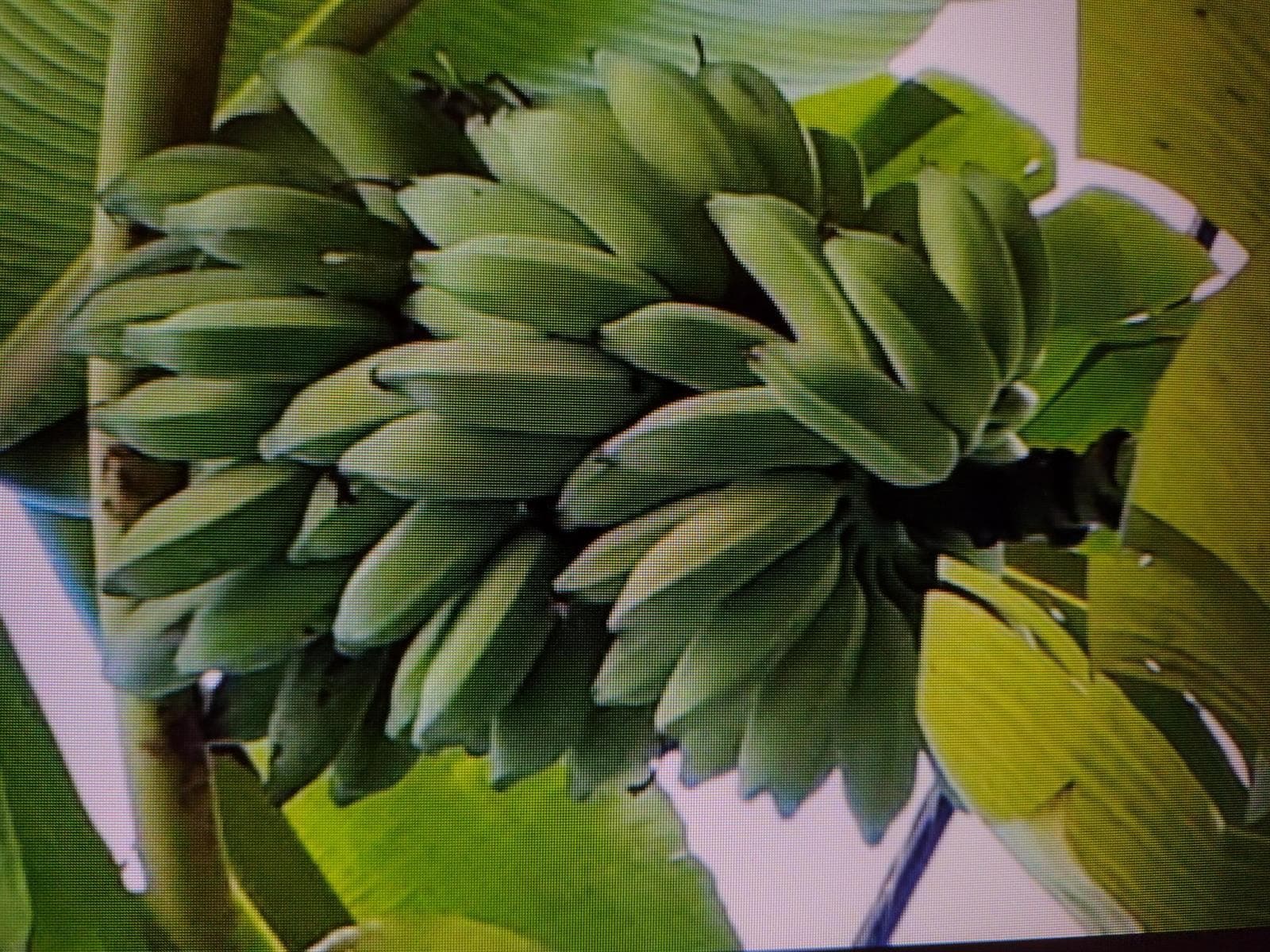BANANA TREES STILL ON PROPERTY